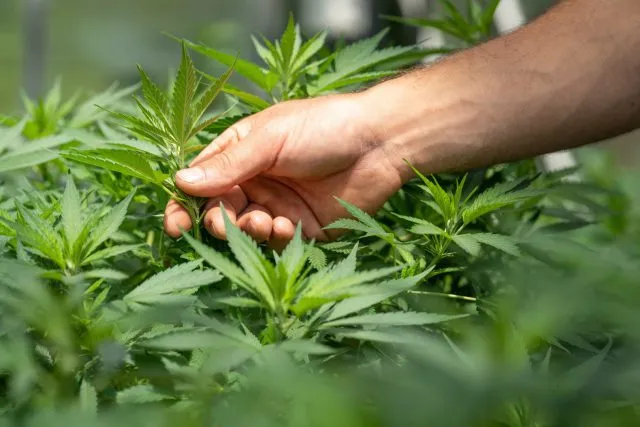 CBD – naturalna alternatywa dla zdrowia i dobrego samopoczucia